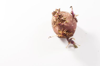 Beyaz bir arka plan karşı filizlenmiş patates