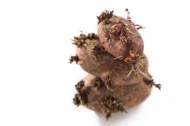 Beyaz bir arka plan karşı filizlenmiş patates