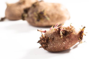 Beyaz bir arka plan karşı filizlenmiş patates