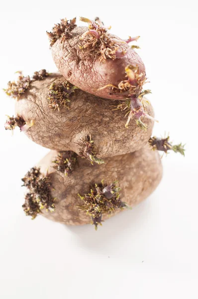 Sprouted potatoes against a white background — Stock Photo, Image