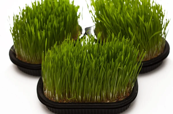Super aliment wheatgrass against a white background Royalty Free Stock Images