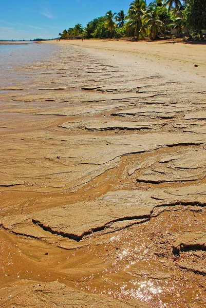 Wścibski być, Madagaskar — Zdjęcie stockowe