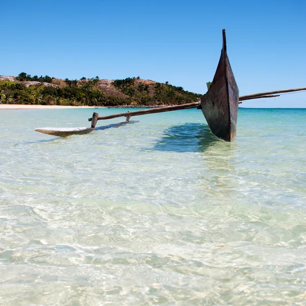 Vlezlý být, Madagaskar — Stock fotografie