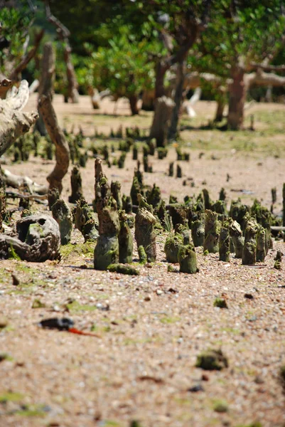 Nosy be, madagascar — Stock Photo, Image