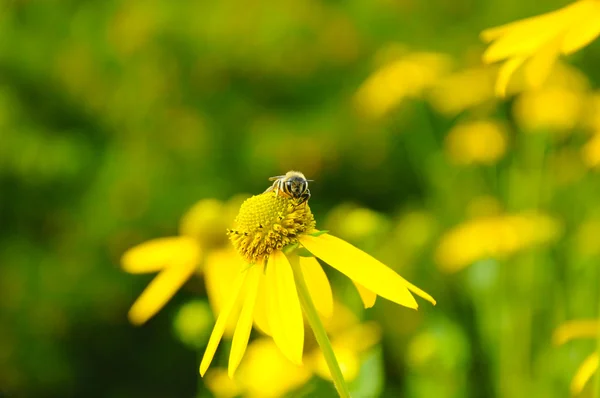 Бджола на жовтій квітці — стокове фото