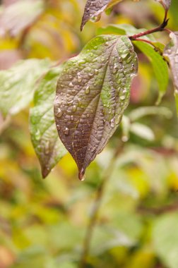 Enother bir zemin üzerine bir mor yaprak yapraklar