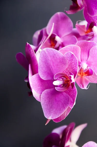 Koyu arkaplanda pembe orkide