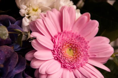 Bir buket parlak pembe krizantem