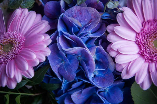 Flores azuis entre dois crisântemos rosa — Fotografia de Stock