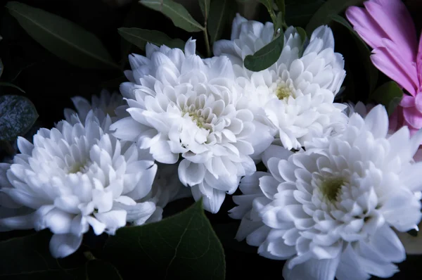 Karanlık bir arka plan üzerinde karanfil