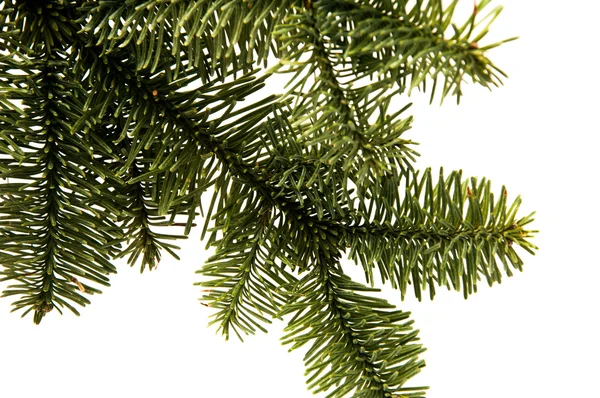 FIR tree kvistar — Stockfoto