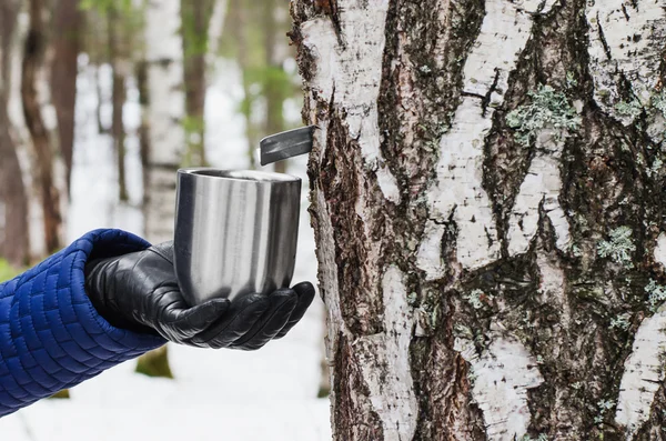 Extraction of birch SAP — Stock Photo, Image