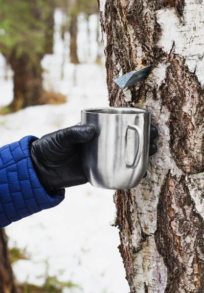 Extraction of birch SAP — Stock Photo, Image