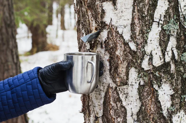 Extraction of birch SAP — Stock Photo, Image