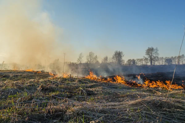 En naturkatastrof. Eld i naturen — Stockfoto