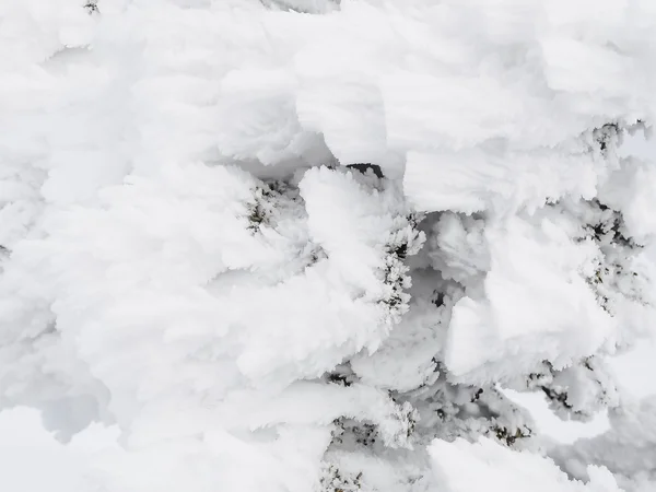 Inverno fundo nevado — Fotografia de Stock