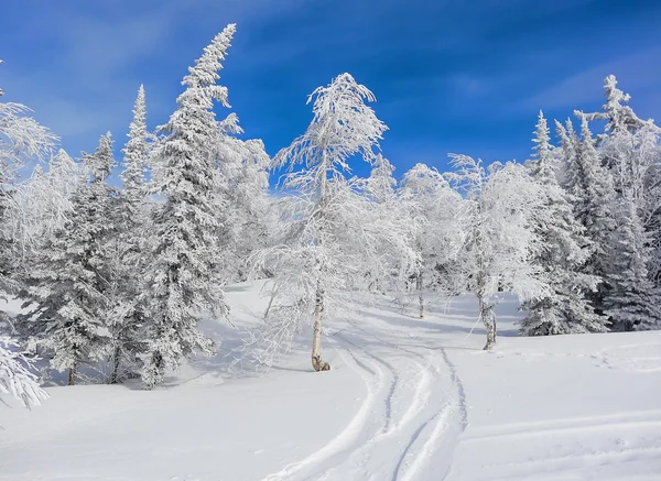 Inverno floresta nevada — Fotografia de Stock