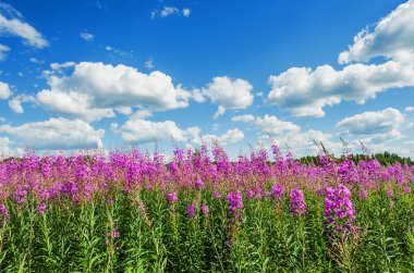 Mavi gökyüzü arka plan üzerinde çiçek açan fireweed