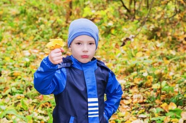 Çocuk sonbahar orman mantar toplar — Stok fotoğraf