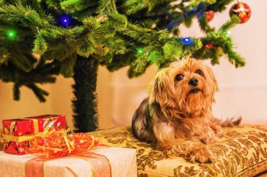 Yorkshire Teriyeri bir Noel ağacının arka planında oturuyor.