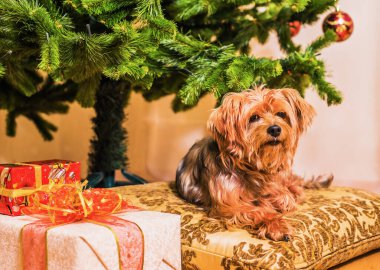 Yorkshire Teriyeri bir Noel ağacının arka planında oturuyor.