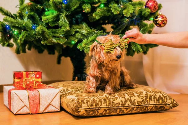 Yorkshire Terrier Occhiali Divertenti Siede Sullo Sfondo Albero Natale — Foto Stock