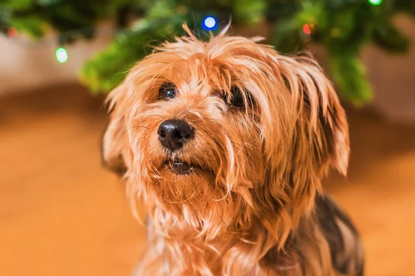 Portret Van Een Yorkshire Terrier Achtergrond Van Een Kerstboom — Stockfoto