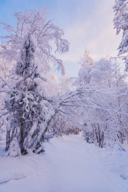Karla kaplı kış ormanının içinden geçen yol. Rusya, Ural