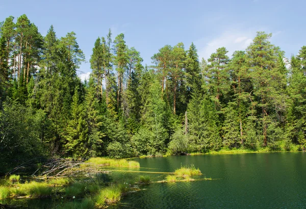 Lake in wood — стоковое фото