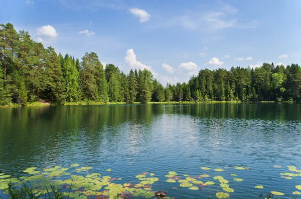 Lake in wood