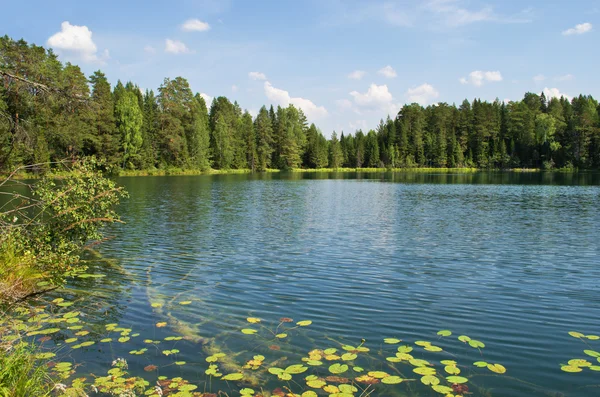 Lake in wood — стоковое фото