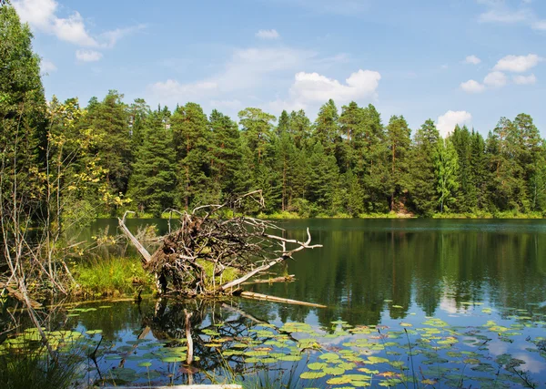 Lake in wood — стоковое фото