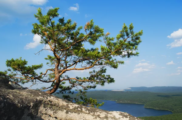 夏季风景 — 图库照片