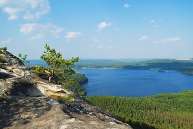 Dağın tepesinde ağaca