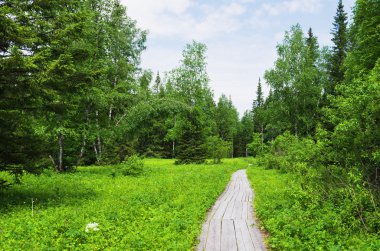 Orman içinde ahşap parça