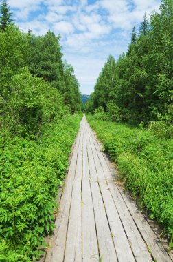 Orman içinde ahşap parça