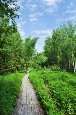 Orman içinde ahşap parça