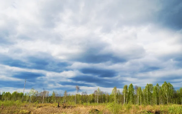 春天森林上的黑暗多云的天空 — 图库照片