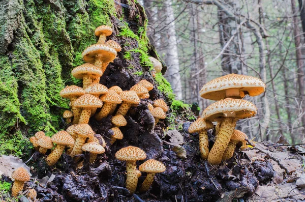 Ungewöhnliche Pilze wachsen auf einem Baumstamm — Stockfoto