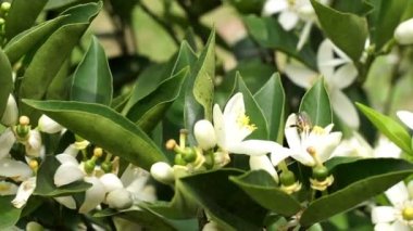 Narenciye ağacı çiçek tozlaşma Closeup el