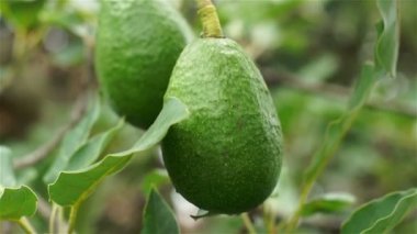 Avokado meyve asılı Closeup el