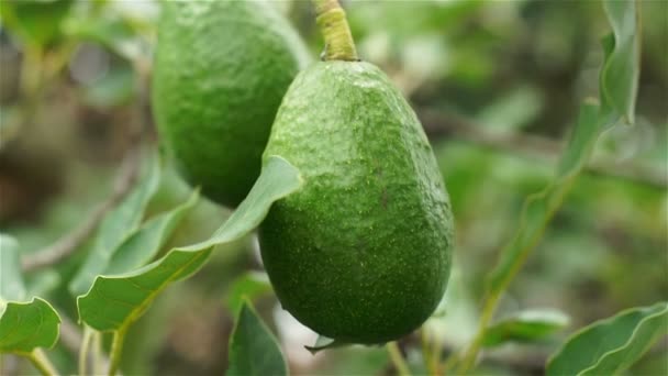 Αβοκάντο φρούτων κρέμονται Closeup χειρός — Αρχείο Βίντεο