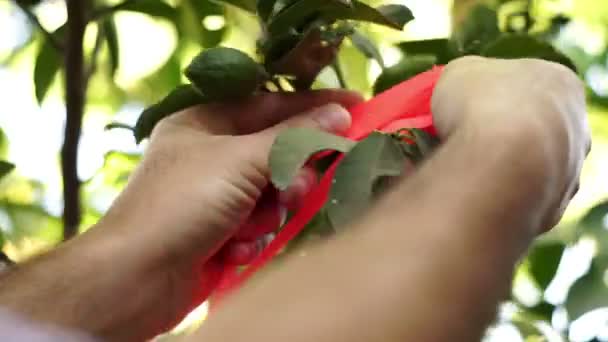 Productor de agricultura ata cinta a rama de árbol de cítricos — Vídeo de stock