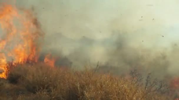 Hors de contrôle Herbe Feu de poche Gros plan 