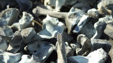 Kemikler Closeup Pan yandı