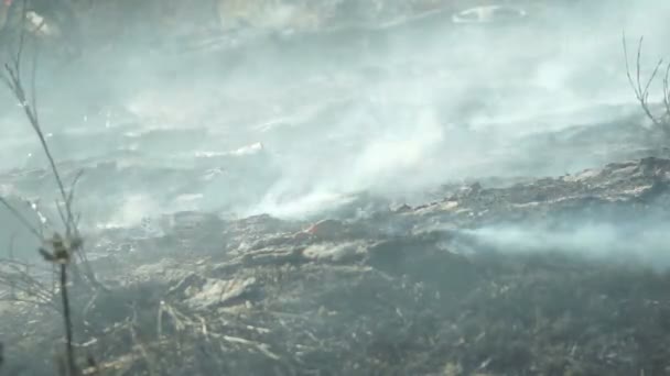 Κάπνισμα έδαφος μετά την πυρκαγιά του χόρτου — Αρχείο Βίντεο