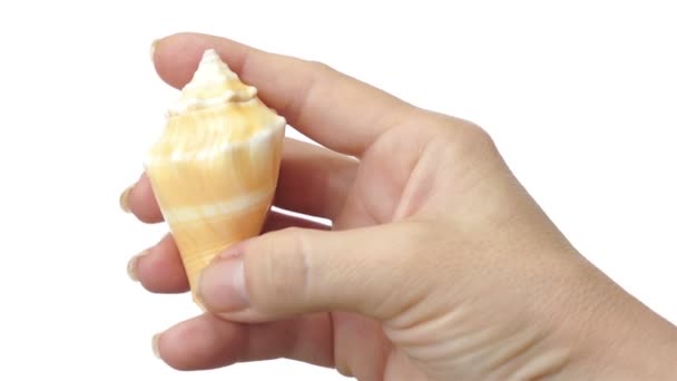 Kvinnlig Hand inspekterar Seashell — Stockvideo