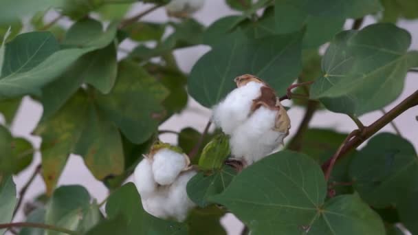 Bourgeonnement de plante de coton — Video