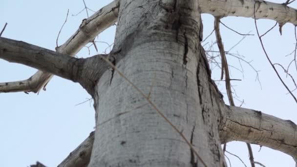 Árbol muerto inclinado hacia arriba — Vídeo de stock