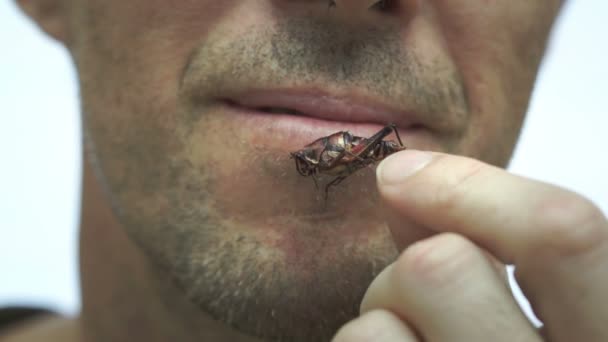 Человек ест крикет или кузнечик жука крупным планом — стоковое видео